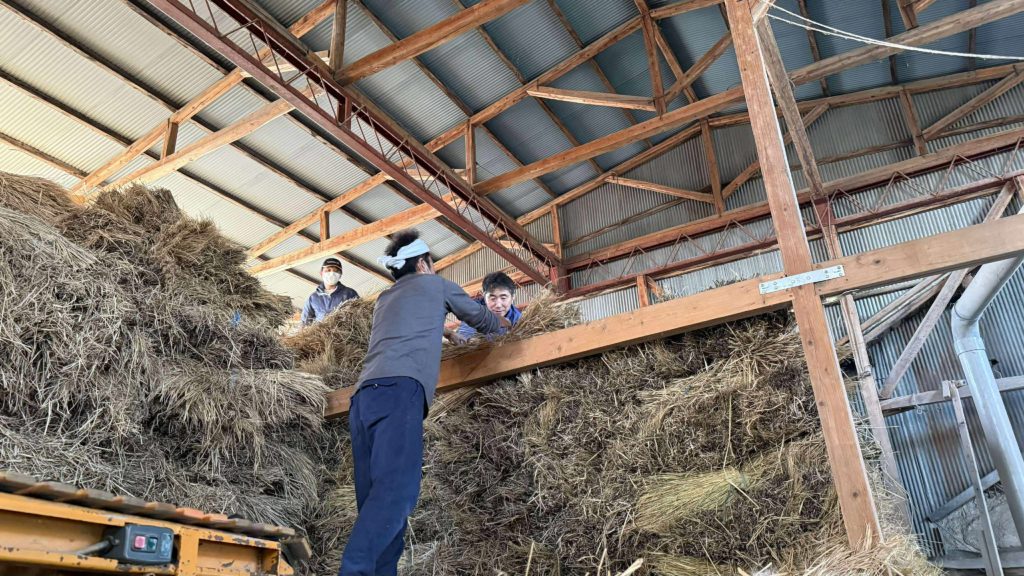 藁を積み上げている