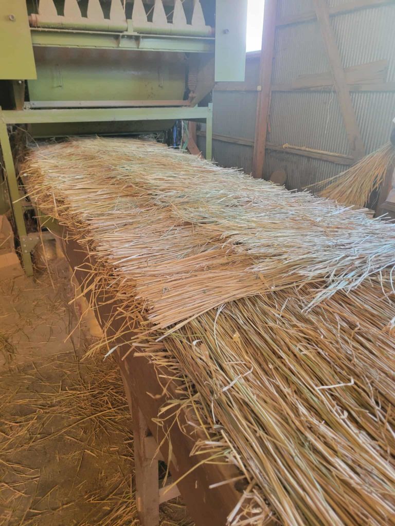 藁を並べ終わったところ